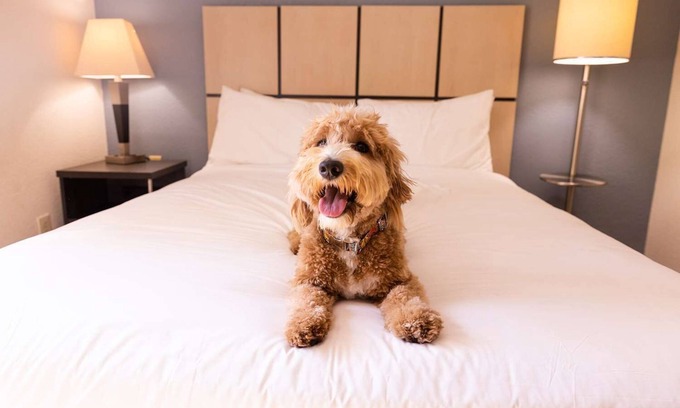 Brentwood Hotel | Extended Stay – with Full Kitchen l Pet-friendly, Local Trails & Outdoor Fun