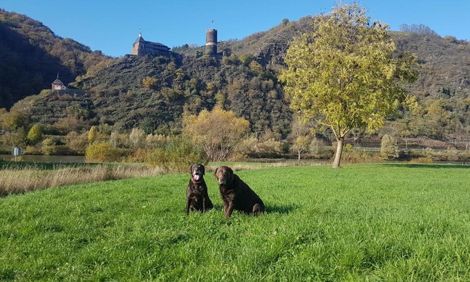 Kurrenberg Apartment | Idyllic Ferienhaus Leopold with Castle View by the Mosel