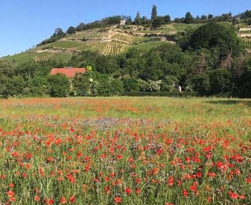 Naumburg House | Welcoming Ferienhaus Portugieser with Family and Pet Amenities