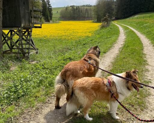 Rogling Apartment | Pet-Friendly Ferienwohnung Aussicht in Altmühltal, 9.4 Rated