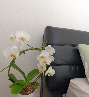 Atzenbach Apartment | Ferienwohnung Mergel in Black Forest