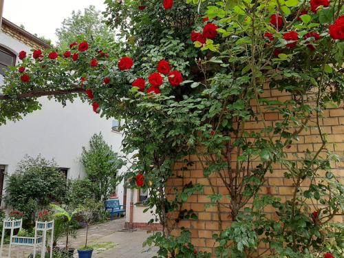 Lutherstadt Wittenberg Apartment | Family-Friendly Fewo Rosenblüte by the City Park