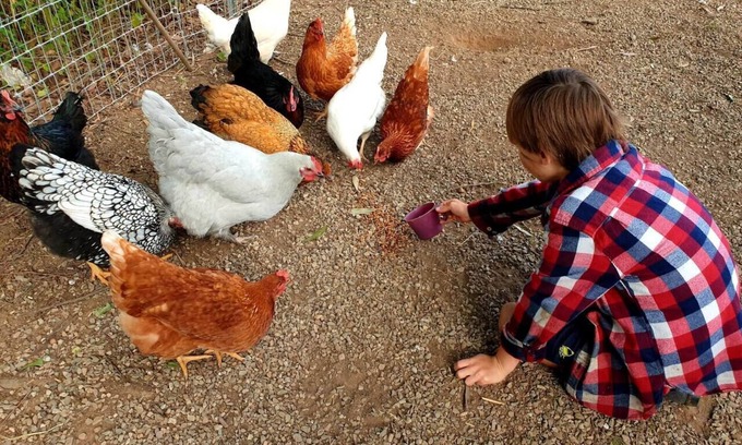 Highvale Other | Interactive Farm Stay: Your Family Getaway Near Brisbane