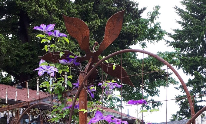 Courtenay Cabin | Figgy Cabin-for a treehouse feel, nestled under a giant fig tree.