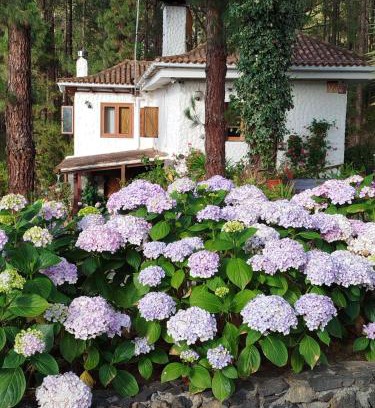 Icod de los Vinos House | Exceptional Floral Garden House – Child-Friendly Retreat!
