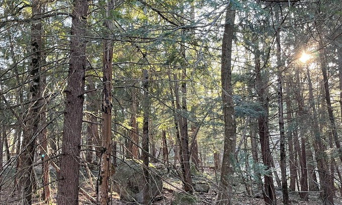 Georgian Bay Cottage | Forest and Feathers Retreat