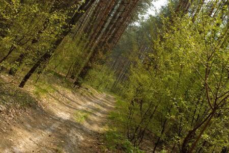 Cwmafan Apartment | Cozy Forest Loft Escape with Child-Friendly Amenities