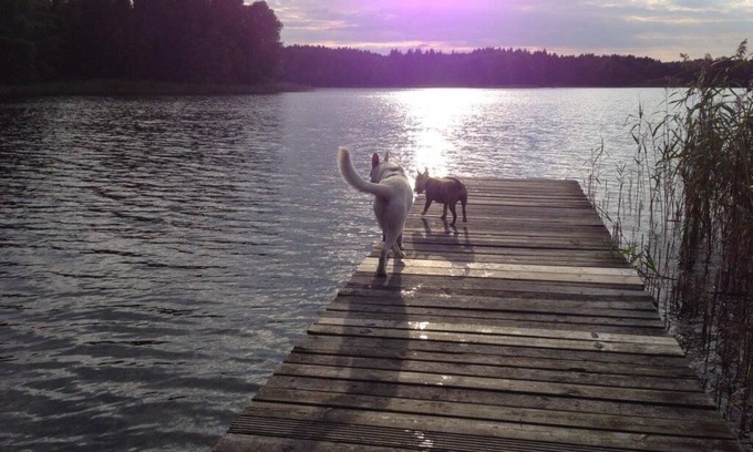 Klosterwalde Apartment | Pet-Friendly Forsthaus Metzelthin: A Perfect Family Retreat