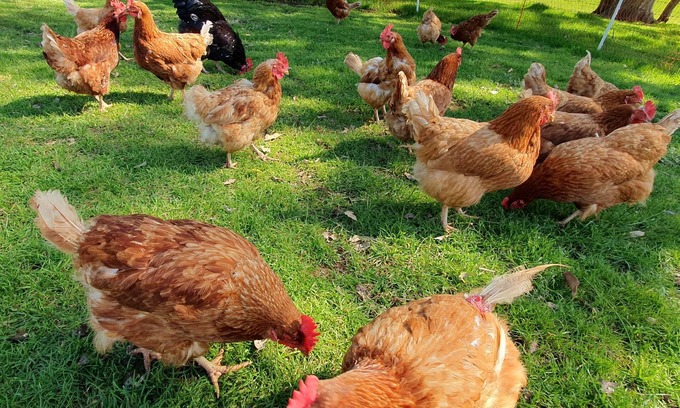 Meelon Bed & Breakfast | Enjoy Poolside Breakfast on a Family-Friendly Farm