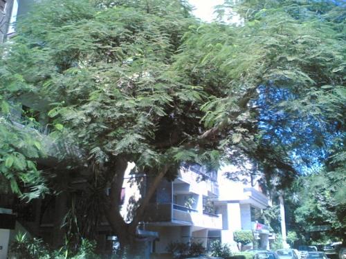 Agouza Apartment | Modern Flat in Mohandsseen: Pet-Friendly & Centrally Located