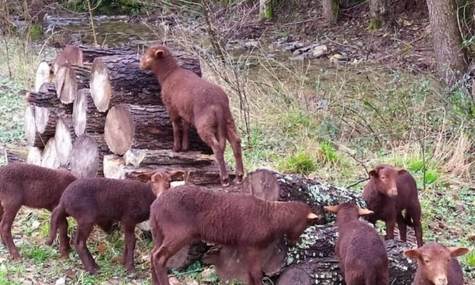 Monoblet House | Gîte Cévennes: Relax by the Pool with Llamas & River Access