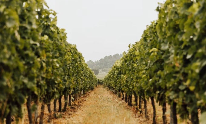 Robins Bay Cottage | Unforgettable INVINDIA Vineyard Cottage in Saint-Émilion