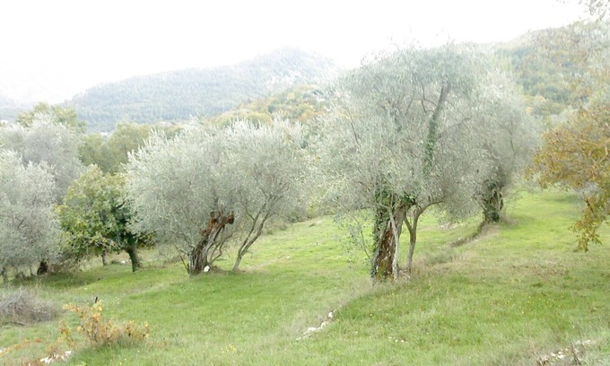 Sospel House | Pet-Friendly Gîte L'oliveraie n ° 1 - Family Comfort Awaits