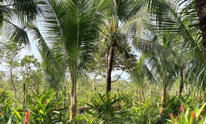 Chau Thanh Resort | Gò Chanh Homestay