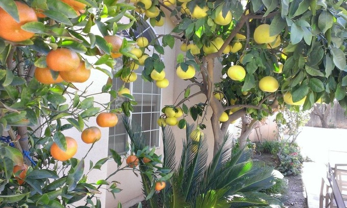 Fresno Hotel | Cozy Garden Inn and Suites: Pool, Breakfast & Family Fun