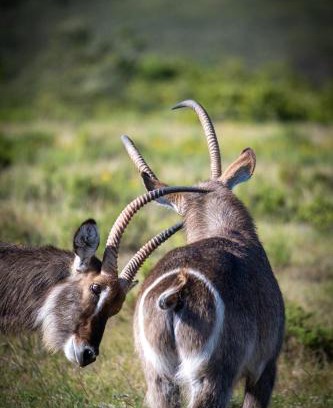Brandwag Hotel | Discover Garden Route Safari Camp: Guest Rated 9.7/10