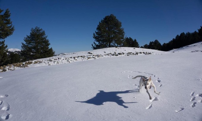 Samarina Ski Chalet | Discover Ginî Viñis: Family & Pet Friendly Getaway