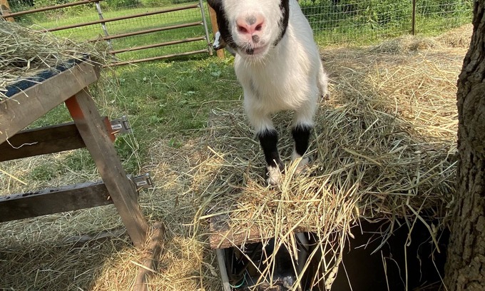 Walworth Apartment | Family and Pet Friendly Escape at Goat Crazy Homestead