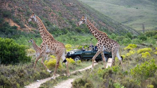 Mossel Bay Cabin | Experience Gondwana Game Reserve: 5-Star Adventure Awaits