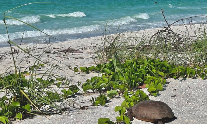 Sanibel Condo | Beachside Retreat with Pool, Spa and Pet-Friendly Options