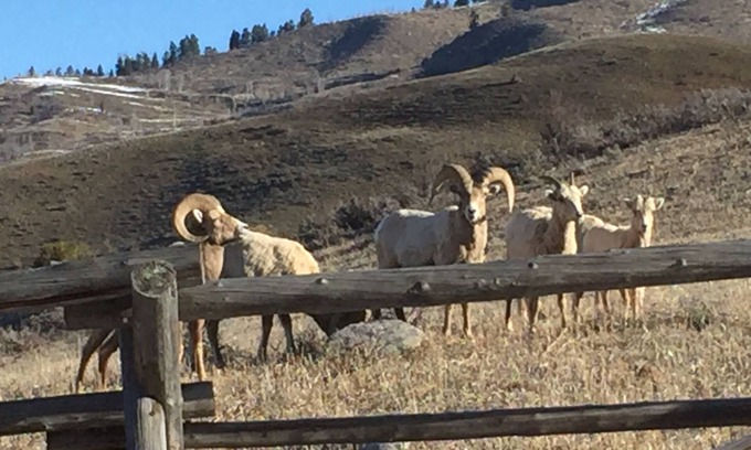 Hoback Junction Apartment | Unwind at Great Escape Near Downtown Jackson Hole