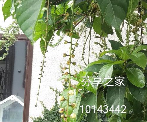 Shanjiao House | Discover Green 58 B&B: Pet-Friendly Retreat with Pool