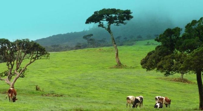 Nuwara Eliya House | Budget-Friendly Stay at Green View Hotel with Breakfast