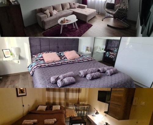 Zajecar Apartment | Pet-Friendly Grey & Sunny Apartments Zaječar - Rated 9.9/10