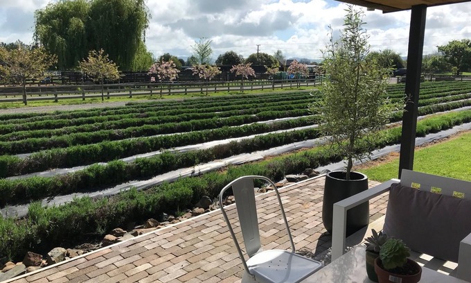 Cambridge House | Experience the Guest House in the Lavender Field
