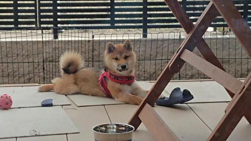 Gifu House | Pet-Friendly Guesthouse Gifu SUAI with Breakfast Included