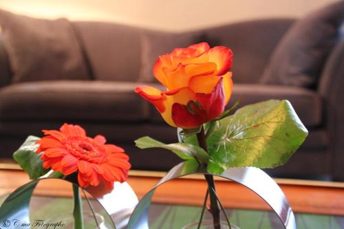 Lourdes Hotel | Discover Hôtel Majestic: Pet-Friendly & Family Ready Stay