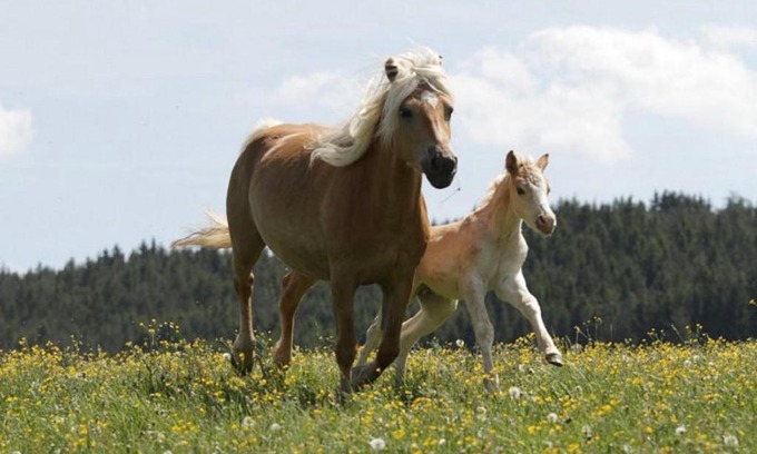 Meura Apartment | Top-Rated Haflinger Reiterhof Meura: Family & Pet Friendly