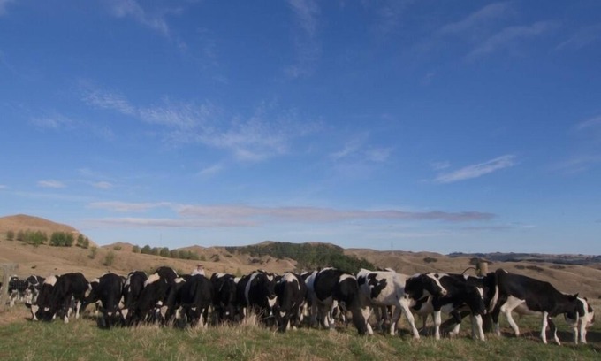 Glen Massey Cottage | Discover Hamilton Ngaruawahia Farm Stay Cottage Retreat