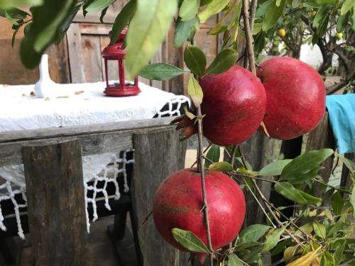 Cirali House | Pet-Friendly Hane-i Keyif Pension with Oceanfront Dining