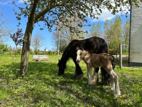 Burgh-Haamstede Apartment | Relaxing Retreat at Het Tinkerparadijs: Family & Pet Friendly
