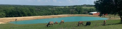 Springtown Villa | Discover Hitching Post: Family & Pet-Friendly Getaway