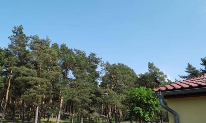 Westerhausen House | Family-Friendly Holiday House "Am Wald" with Kitchen Access