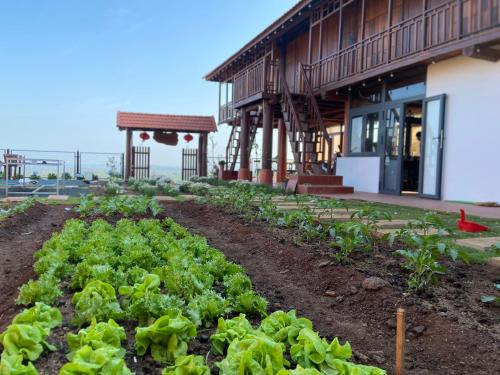 Buon Ma Thuot House | Family-Friendly Homestay Lưng Đồi for Your Next Getaway