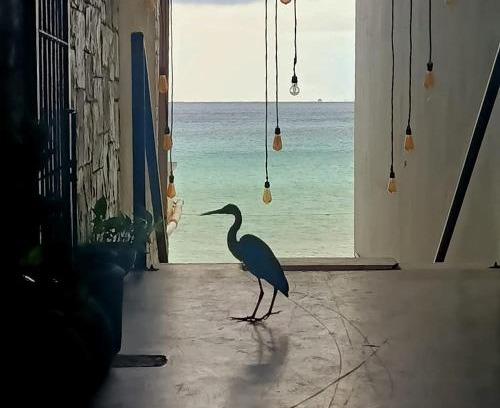 Colonia Centro Hostel | Welcoming Hostel Auikyani: Guest Rated 9/10 & Child Friendly
