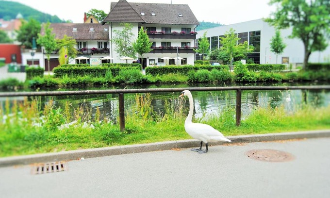 Nagold Hotel | Comfortable Stay at Hotel Schiff Nagold with Pet-Friendly Options