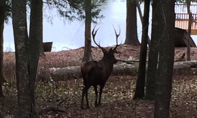 Woden Cottage | Explore Hunter Style Lodge in Scenic Game Refuge