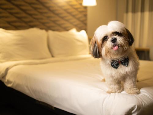 Juazeiro do Norte Hotel | Discover ibis Juazeiro do Norte: Top-Rated Pet-Friendly Stay