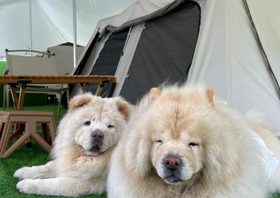 Genting Highlands Other | Pet-Friendly Getaway at iGo Glamz 爱狗露营 Glamping