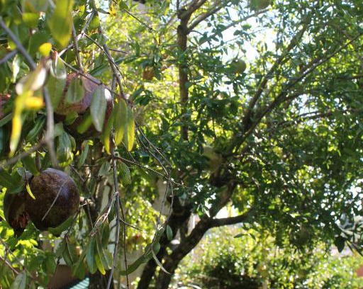 Manziana Bed & Breakfast | Cozy Il Castagno B&B: Family-Friendly with Kitchen Amenities