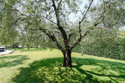 Calvagese della Riviera Apartment | Il Giardino degli Ulivi