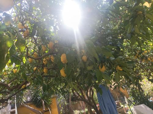Vittorio Emanuele House | Discover Il Giardino Nascosto: Pet-Friendly Retreat 9.1/10