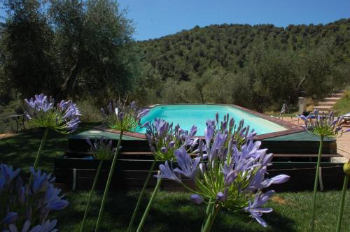 Castiglione della Pescaia Bed & Breakfast | Oceanfront Il Pino: Pet-Friendly Retreat with Pool