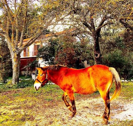 Liberi Bed & Breakfast | Pet-Friendly Escape at Il Rivo dei Pioppi - Guest Rated 10/10