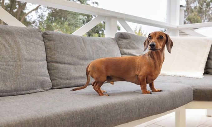 Shoal Bay House | Illaroo House - your home away from home (pet friendly + pool)