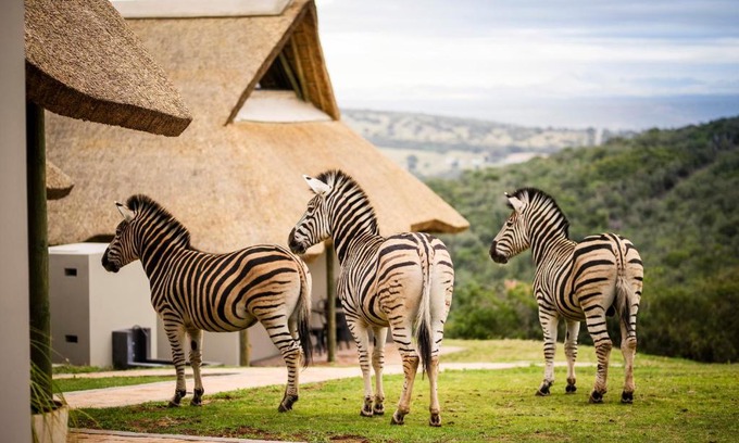 Thornhill Bed & Breakfast | Discover Jbay Zebra Lodge: Oceanfront Retreat with Pool